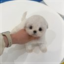 그루밍125 | 구리강아지분양 미니비숑 크기