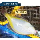 도다리 이미지