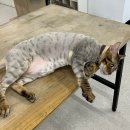 카밍캣 | 개 이뻐짐 - 전라도광주 고양이 미용 추천 &lt;카밍캣&gt; 이용 후기/ 광주고양이목욕/ 광주 고양이 미용샵...