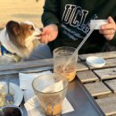 잘다녀오시개 | 경주 애견동반 텀즈카페 다녀왔개