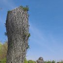 동박새우는집 이미지