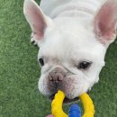 맑은오늘 애견유치원&호텔 이미지