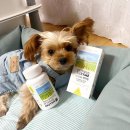 예랑그린텍 | 강아지영양제, 유산균면역력 견체공학 강아지소화효소 펫피더스 후기