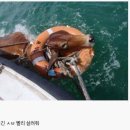 소가