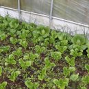 육값하네식육가든 이미지