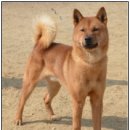 순수진돗개 이미지