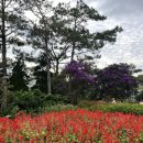 죽림사 | 베트남 달랏 죽림사, 케이블카 후기