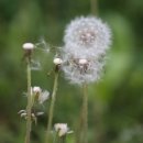 민들레 이미지