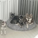 콜드베이켄넬 이미지