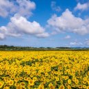 해바라기 이미지