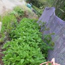 호장농장 이미지