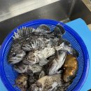 안면도바다사랑낚시 | 충남 태안에 위치한 안면도 바다사랑 낚시 펜션의 일-상!