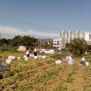 영수농장 이미지