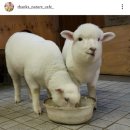 스타일 퍼피 이미지