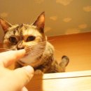 유니포리 이미지