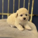 도그마루 강아지 고양이 양산화명점 이미지