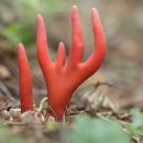 맹독버섯, 붉은사슴뿔버섯,Podostroma cornu-damae (Pat.) Boedijn) 이미지