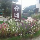 슈슈네가게 이미지