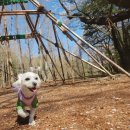 춘천 자전거 대여점 | 남이섬 애견동반 완전 가능 산책 코스 추천 가평 여행 후기