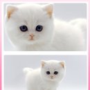 고양이 분양 제나캣 울산점 이미지