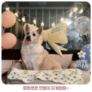 치킨계엄령 | 평화로운 연말이 되계엄령~