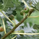 함양(통영) 이미지