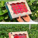 한가람농장 | [일품딸기 농원]충주시 농업기술센터 포장재 제작 컨설팅 후기