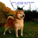 세계명견 감곡켄넬 이미지