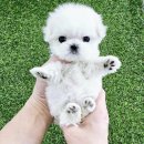 강아지분양 애견입양 아이러브독 인천점 | 인천 강아지 분양 강아지분양 애견입양 아이러브독 인천점 방문 후기