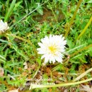 하얀민들레 이미지