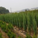 <b>문</b>그로우, 블루에로우, 바이오<b>체리</b>