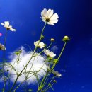 성북초등학교 이미지