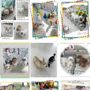 더예쁘개 이미지