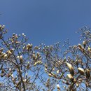 목련모자원 이미지