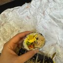 오작교김밥