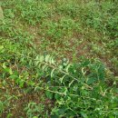 임하농장 이미지