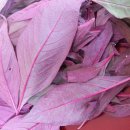 하임농장 이미지