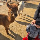 쥬쥬랜드 이미지