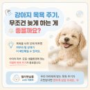 젤리펫살롱 with 아로마 | 강아지 목욕 주기, 무조건 오래 참는 게 좋은 건 아닙니다 - 배곧애견미용 젤리펫살롱with아로마
