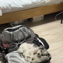 forest | [W.5] 제주스냅 헤메드 - 포레스트랩(Forest Lab) 후기