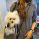 메씨엘리 이미지