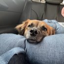 닭갈비아저씨본점 | [경기 가평] 할매춘천닭갈비 가평 본점 (후기, 영업시간, 메뉴, 가평 맛집, 남이섬 닭갈비, 가평 애견...