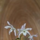 무명농장 이미지