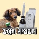총명식품 | "강아지치매영양제" 미리 대비하는 카탈리시스 징코멧 노견영양제 사용후기