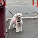 콩돌이네 애견샵 이미지