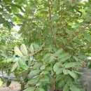 제2 경원 농장 이미지