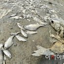 내가천 이미지