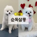 순독살롱 | 강서구 염창동 스트레스 없는 반려견 미용실 순독살롱