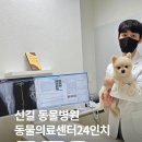 영등포 동물병원 | 신길 동물병원 동물의료센터24인치｜영등포 24시 동물병원 실제 진료 후기