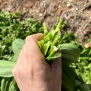 강대성농장 이미지